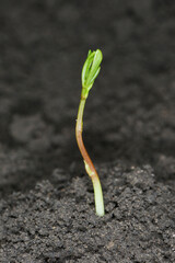 Gemüse, Linse, Erve  Küchen-Linse Lens culinaris