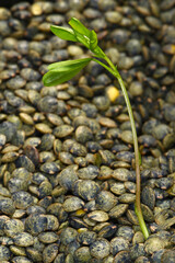 Linse, Erve  Küchen-Linse,  Lens culinaris