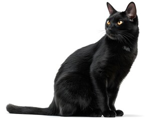 A Black Bombay Cat Sitting Idle isolated on a white background
