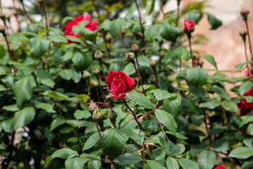 Beautiful red roses on a bush in the garden in spring