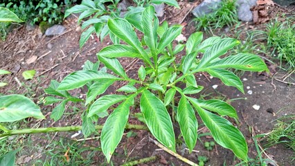 Detailed Macro Shot of Porang Plant (Amorphophallus Muelleri) with Fresh Green Leaves Perfect for Eco-Friendly Concepts, Herbal Studies, and Natural Backgrounds	