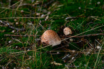 Mushrooms growing in a lush green meadow during early morning light in a tranquil outdoor setting