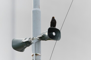 Town broadcast speaker siren in residential area in small city. Emergency sirens are tested every...
