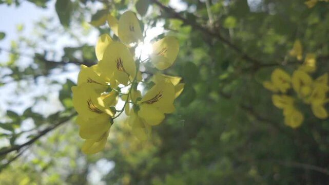 Sunrays shining through inflorescences with yellow flowers of Siberian peashrub or Yellow Acacia (Caragana arborescens) on a sunny spring day, backlit, close-up