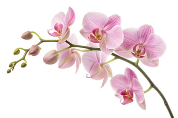 Naklejka premium Beautiful Pink Orchid Flower