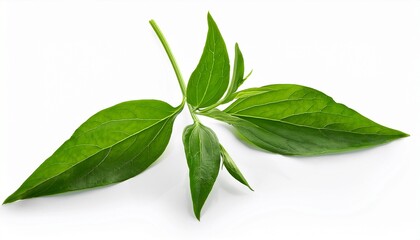 andrographis paniculata branch green leaves on white background isolated