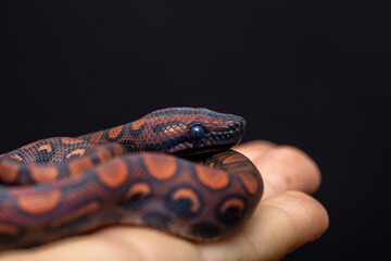 Epicrates cenchria is a boa species endemic to Central and South America. Common names include the...