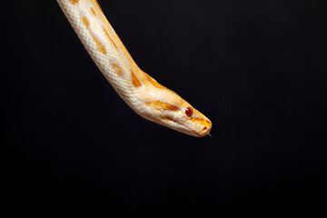 Fototapeta premium Python molurus bivitattus is one of the largest species of snakes. It is native to a large area of Southeast Asia but is found as an invasive species elsewhere