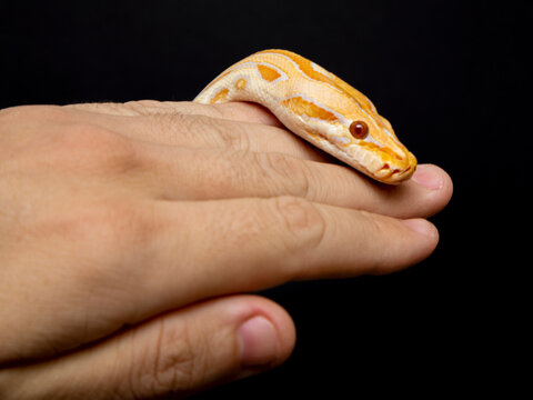 Python molurus bivitattus is one of the largest species of snakes. It is native to a large area of Southeast Asia but is found as an invasive species elsewhere