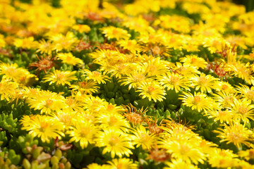 Delosperma nubigenum aizoaceae rockery plant, Delosperma cooperi ornamental plant yellow wildflower in the nature garden macro photography