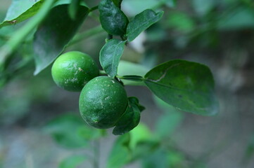 fresh lemon fruit of my garden which is also name as kagzi nibu in india.