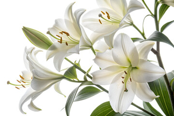 Fototapeta premium White Lily Flowers Close-Up