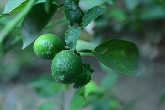 fresh lemon fruit of my garden which is also name as kagzi nibu in india.