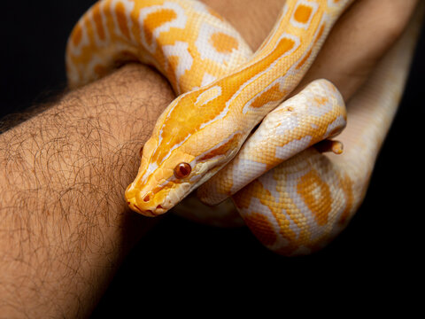 Python molurus bivitattus is one of the largest species of snakes. It is native to a large area of Southeast Asia but is found as an invasive species elsewhere