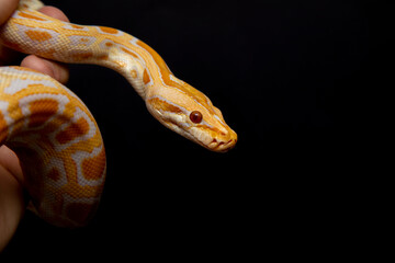 Python molurus bivitattus is one of the largest species of snakes. It is native to a large area of...