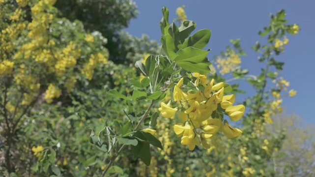 Close-up of inflorescences with yellow flowers of Siberian peashrub or Yellow Acacia (Caragana arborescens) against a blue sky background