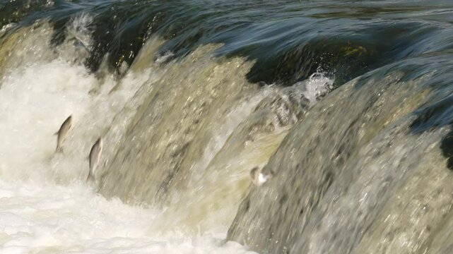 Fish ( Vimba vimba) jumping upstream waterfall to spawn, Kuldiga, Latvia