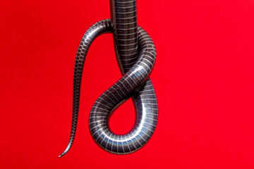Details of the belly in the tail of a black snake