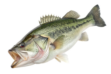 Fototapeta premium Fresh Walleye Fish on White Background