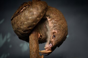 pangolin in the zoo