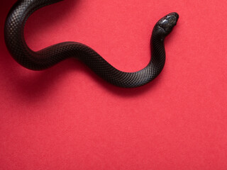 The Mexican black kingsnake (Lampropeltis getula nigrita) is part of the larger colubrid family of snakes, and a subspecies of the common kingsnake.
