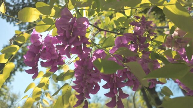 Bottom view of pink flowers of Robinia hispida swaying in the wind on a sunny spring day, sunrays shining through the inflorescences, backlit, close-up