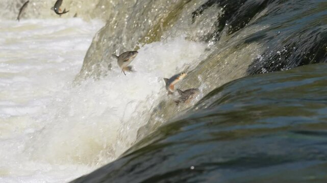 Fish ( Vimba vimba) jumping upstream waterfall to spawn, Kuldiga, Latvia