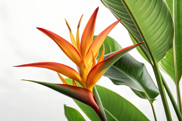 Vibrant Tropical Bird of Paradise Flower