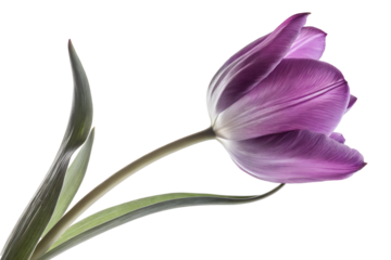 Elegant Purple Tulip in Bloom