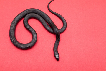 The Mexican black kingsnake (Lampropeltis getula nigrita) is part of the larger colubrid family of snakes, and a subspecies of the common kingsnake.