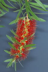 Karminrote Zylinderputzer, Callistemon citrinus