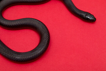 The Mexican black kingsnake (Lampropeltis getula nigrita) is part of the larger colubrid family of snakes, and a subspecies of the common kingsnake.