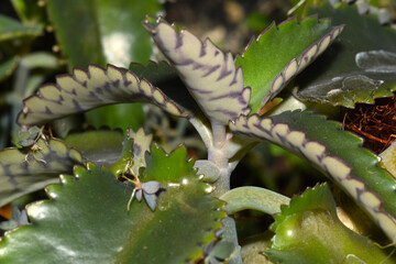 Brutblatt,  Kalanchoe sp.