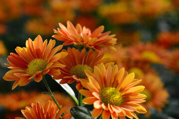 Garten, Schnitt-Chrysantheme, Mumbai