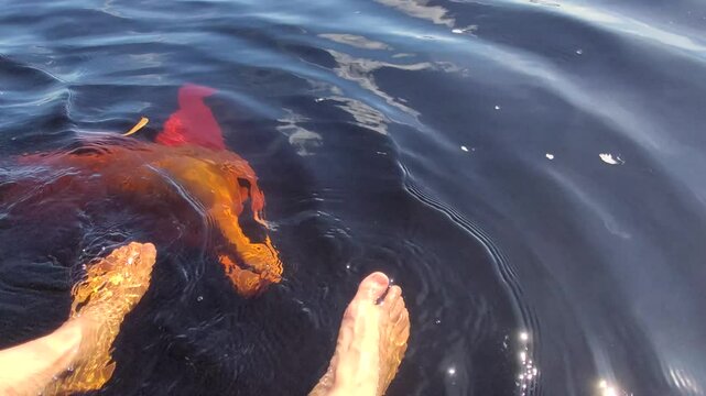 Pink river dolphin swimming and spinning in Amazon river with people's feet and than disappears in the water. Touristic boat is passing on the background. Boto cor de rosa. Delf&iacute;n Rosado del Amazonas.
