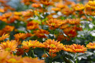 Garten, Schnitt-Chrysantheme, Mumbai
