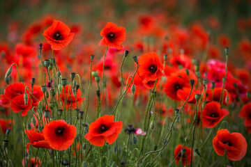 Obraz premium Poppies