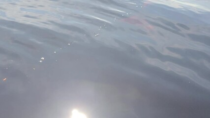 Pink river dolphin being feed and disappears swimming in the waters of Amazon river. Tourist's feet are in the river. Boto cor de rosa. Delfín Rosado del Amazonas. 4k 