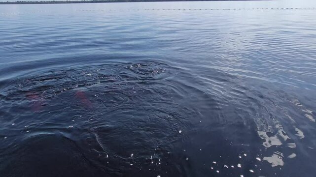 Pink river dolphins swimming in Amazon river's water. Boto cor de rosa. Delf&iacute;n Rosado del Amazonas. 4k.