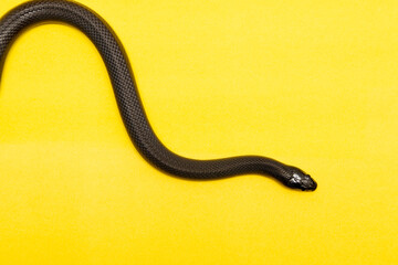 The Mexican black kingsnake (Lampropeltis getula nigrita) is part of the larger colubrid family of snakes, and a subspecies of the common kingsnake.