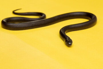 The Mexican black kingsnake (Lampropeltis getula nigrita) is part of the larger colubrid family of snakes, and a subspecies of the common kingsnake.