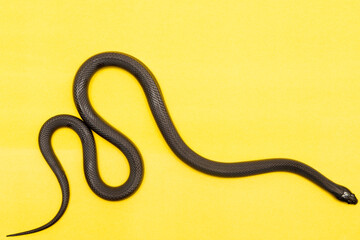 The Mexican black kingsnake (Lampropeltis getula nigrita) is part of the larger colubrid family of snakes, and a subspecies of the common kingsnake.