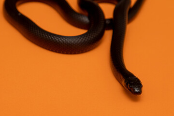 The Mexican black kingsnake (Lampropeltis getula nigrita) is part of the larger colubrid family of snakes, and a subspecies of the common kingsnake.