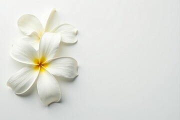 Delicate white flower petals against pure white background, ethereal, soft
