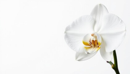 Obraz premium Delicate white orchid blossom against pure white backdrop, pure, fresh