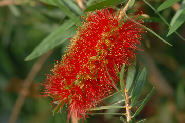 Karminrote Zylinderputzer, Callistemon citrinus