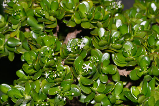 Pfennigbaum,  Geldbaum,  Crassula ovata