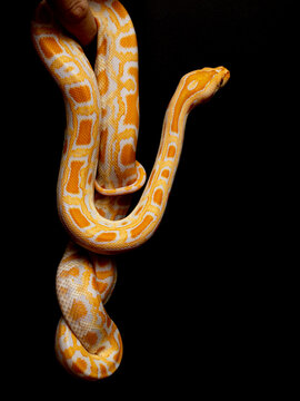 Python molurus bivitattus is one of the largest species of snakes. It is native to a large area of Southeast Asia but is found as an invasive species elsewhere