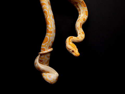 Python molurus bivitattus is one of the largest species of snakes. It is native to a large area of Southeast Asia but is found as an invasive species elsewhere