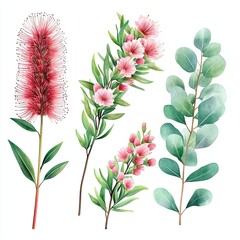 Botanical Illustration of Australian Flowers and Eucalyptus